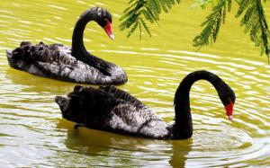 Black Swans wallpaper thumb
