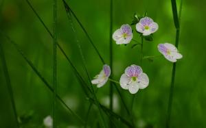Flowers In The Grass wallpaper thumb