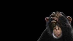 Chimpanzees, Photography, Simple Background, Animals wallpaper thumb