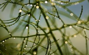 Water Drops Macro Plant HD wallpaper thumb