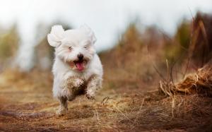 Cute white dog running wallpaper thumb