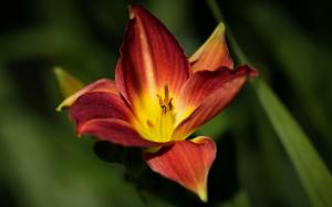 Lily flower macro photography, yellow, red wallpaper thumb
