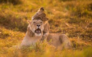 Lioness and cub play game wallpaper thumb