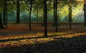 Forest Sunlight Trees Leaves HD wallpaper thumb
