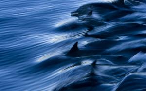 Long-nose dolphins, Gulf of California, Mexico wallpaper thumb
