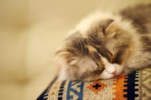 Cat Sleeping wallpaper thumb