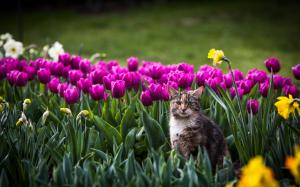 Cat in the flowers field, tulip, bokeh wallpaper thumb