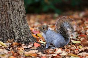 Squirrel in leaves wallpaper thumb