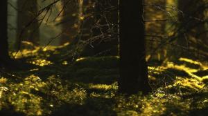 Moss In Forest wallpaper thumb