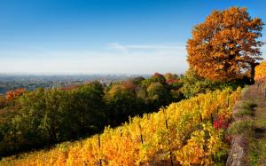 Dresden autumn, nature, trees, vineyard, yellow leaves wallpaper thumb