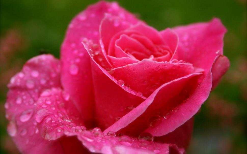 Rose With Dew Drops wallpaper,lovely HD wallpaper,dew drops HD wallpaper,rose HD wallpaper,outside HD wallpaper,nature & landscapes HD wallpaper,1920x1200 wallpaper