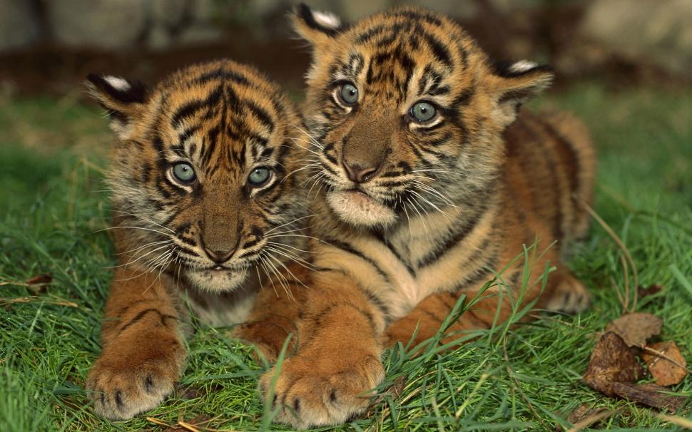 Two Young Tigers wallpaper,baby tiger HD wallpaper,tiger HD wallpaper,1920x1200 wallpaper