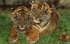 Two Young Tigers wallpaper thumb