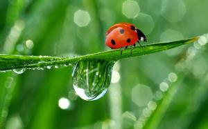 Ladybug And Waterdrops  For Desktop wallpaper thumb