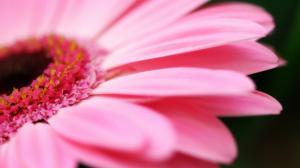 big pink daisy. jpg daisy petals updaisy Pink HD wallpaper thumb