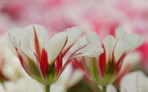 White red petals, flowers, blur wallpaper thumb
