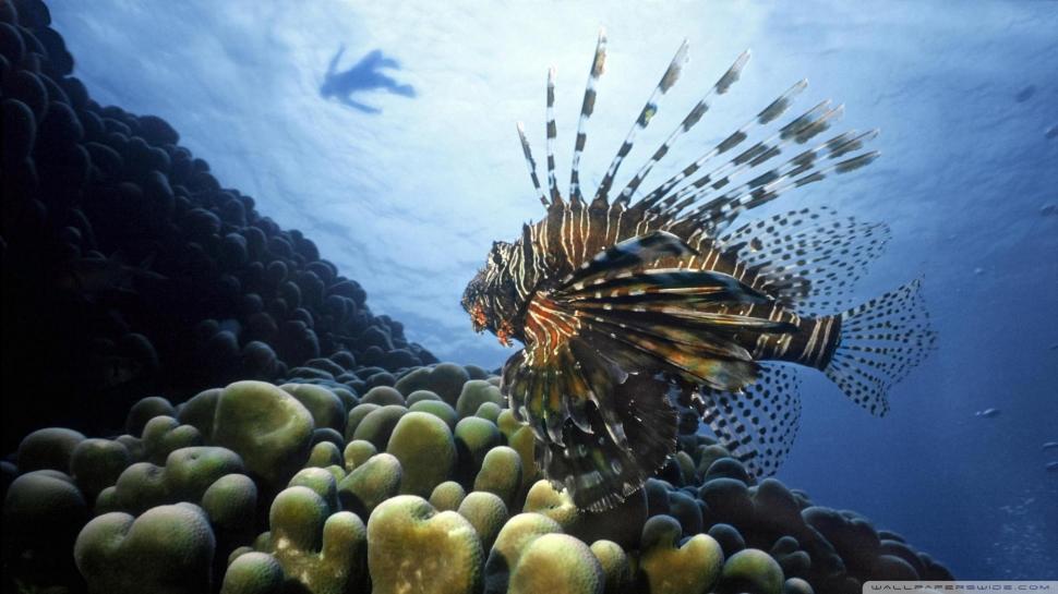 Lionfish In The Pacific wallpaper,reef HD wallpaper,ocean HD wallpaper,fish HD wallpaper,diver HD wallpaper,animals HD wallpaper,1920x1080 wallpaper