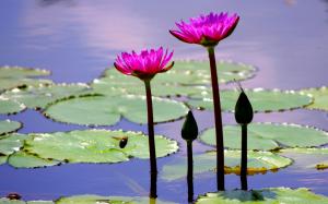 Pond, leaves, pink flowers, water lily, bee wallpaper thumb