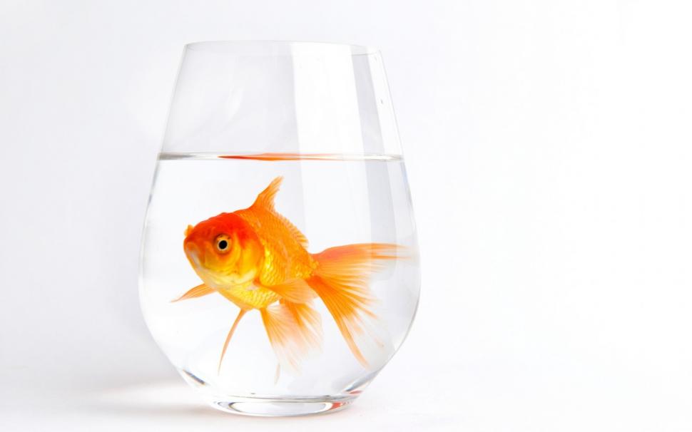 Lonely Gold Fish wallpaper,1920x1200 wallpaper