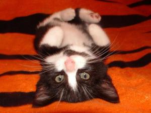 sweet kitty animal Black cat kitten lying on back Pet Sweet tabby white HD wallpaper thumb