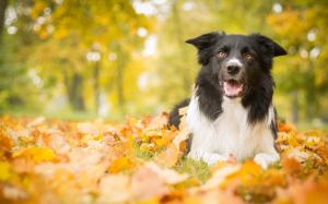 Autumn, dog, leaves wallpaper thumb
