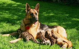 Dog feeding cougar cubs, motherhood, grass wallpaper thumb