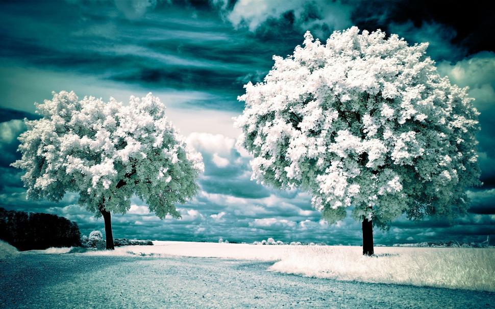 Trees, Snow, Overcast, Nature wallpaper,trees HD wallpaper,snow HD wallpaper,overcast HD wallpaper,2560x1600 wallpaper