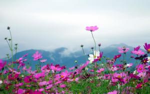Nature Landscapes Flowers Plants Fields Mountains Sky Clouds Petals Pink Free Pictures wallpaper thumb
