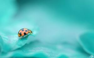 Ladybug, Photography, Leaf, Green wallpaper thumb