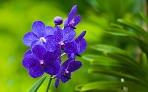 Nature Flowers Macro Orchids Blue Vanda Photo Download wallpaper thumb