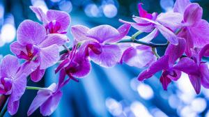 Phalaenopsis, orchids, pink flowers, branch wallpaper thumb