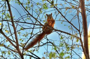 squirrel, tree, animal, spring wallpaper thumb