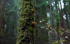 Tree Moss and Mushrooms wallpaper thumb