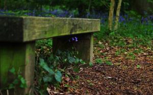 Bench, Nature, Photography wallpaper thumb