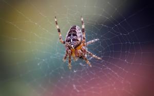 Spider Web wallpaper thumb