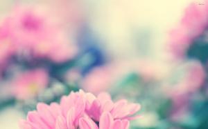 Pink Daisy Flower wallpaper thumb