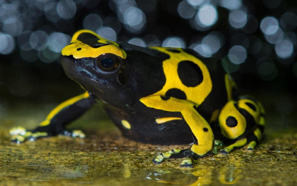 Yellow-banded poison dart frog wallpaper,animals HD wallpaper,1920x1200 HD wallpaper,frog HD wallpaper,yellow-banded poison dart frog HD wallpaper,1920x1200 wallpaper
