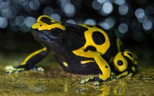 Yellow-banded poison dart frog wallpaper thumb
