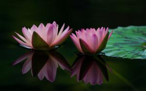 Two water lily flowers, pink petals, leaf, water reflection wallpaper thumb
