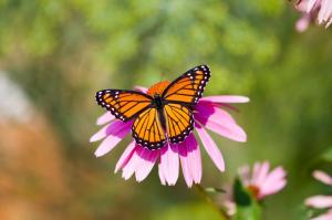 Viceroy Butterfly wallpaper thumb