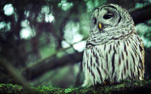 Owl, Bird, Branch, Moss, Animals, Filter, Depth of Field, Nature, Lichen wallpaper thumb