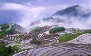Rice terraces in early morning mist wallpaper thumb