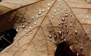 Water Drops on Autumn Leaf wallpaper thumb