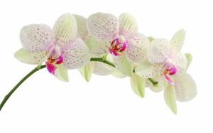 White Orchid Flower wallpaper thumb