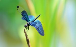 Twig, blue dragonfly wallpaper thumb