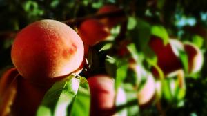 Peach HD wallpaper thumb