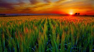 Wheat Field At Sunset wallpaper thumb