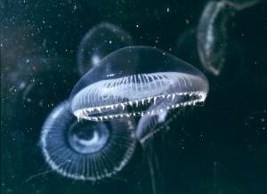 Jellyfish  High Res Photos wallpaper thumb