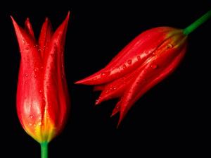 Red Hot Tulips HD wallpaper thumb