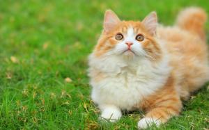 Cute fluffy cat in the grass wallpaper thumb
